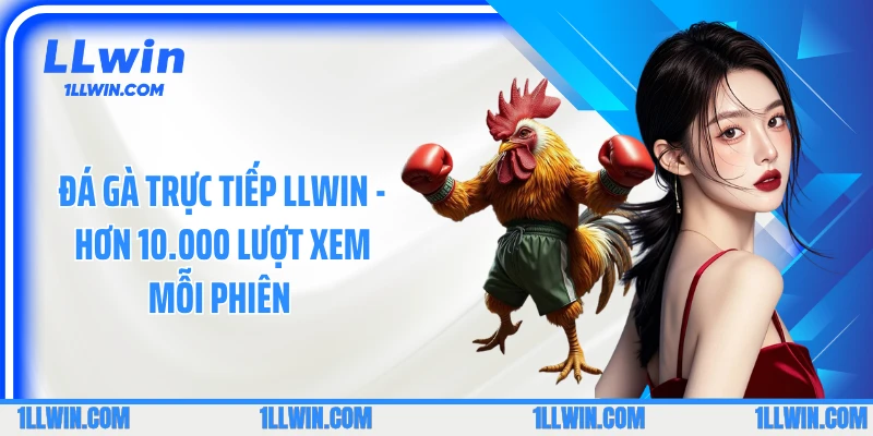 Đá Gà Trực Tiếp LLWIN - Hơn 10.000 Lượt Xem Mỗi Phiên 