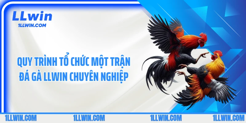 Quy trình tổ chức một trận đá gà LLWIN chuyên nghiệp